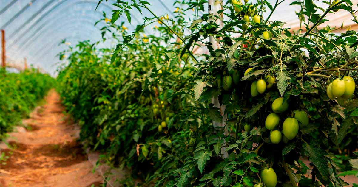 Como plantar tomate em 11 passos simples