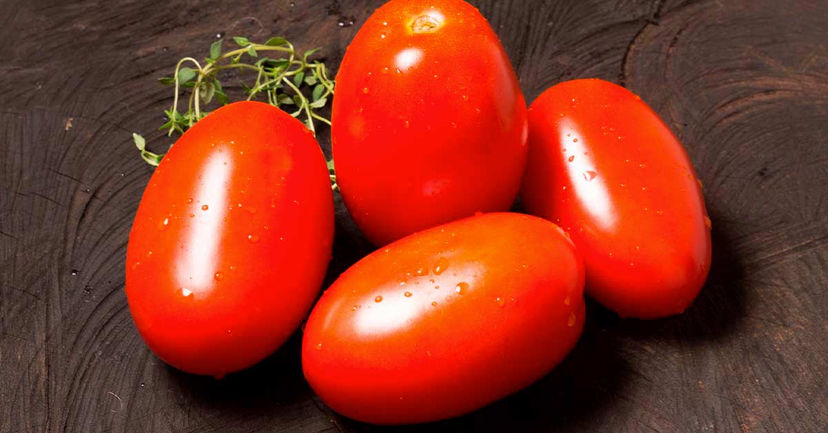 Dicas para evitar doenças no tomate
