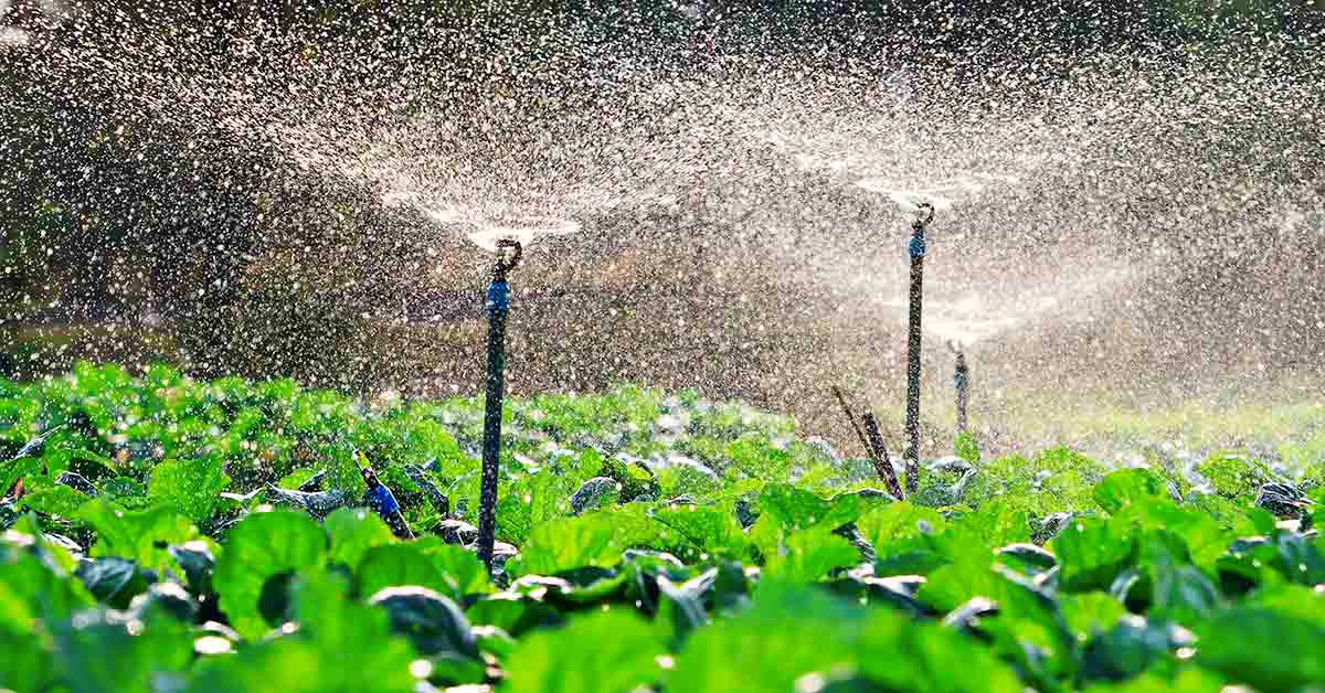 Sistema de irrigação: O que é e Cuidados