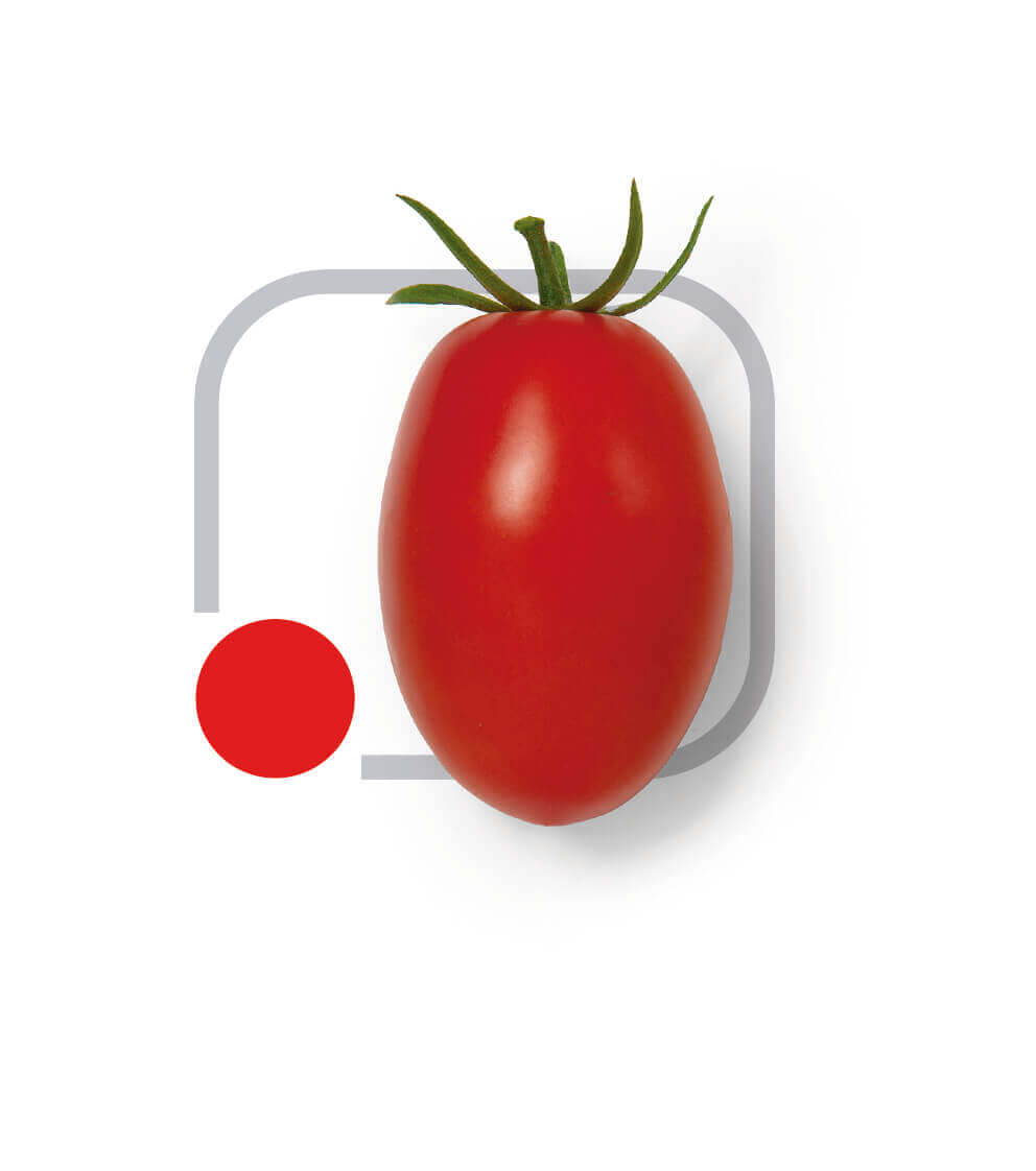 Tomate Hib. Vero (HS 1188)