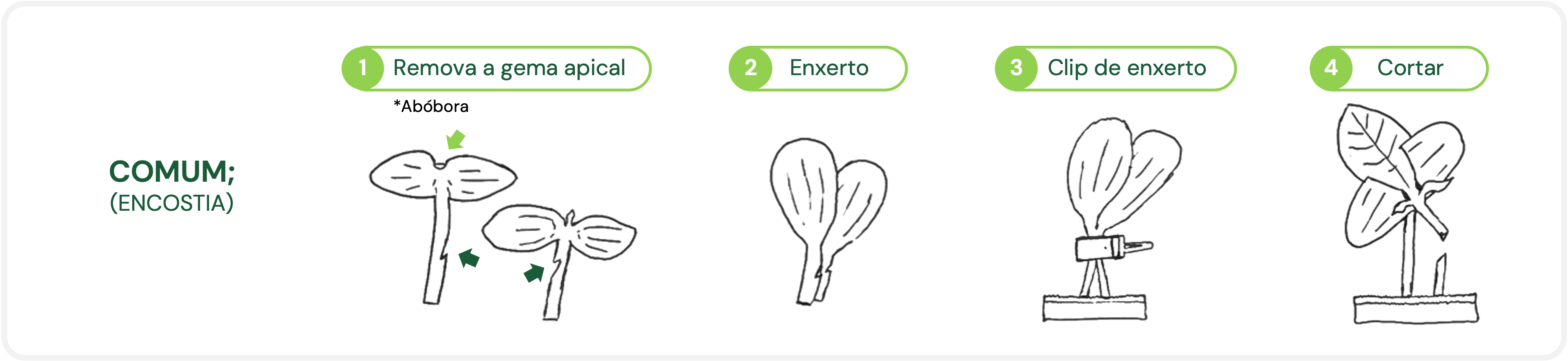FIGURA 1. Enxertia por encostia.