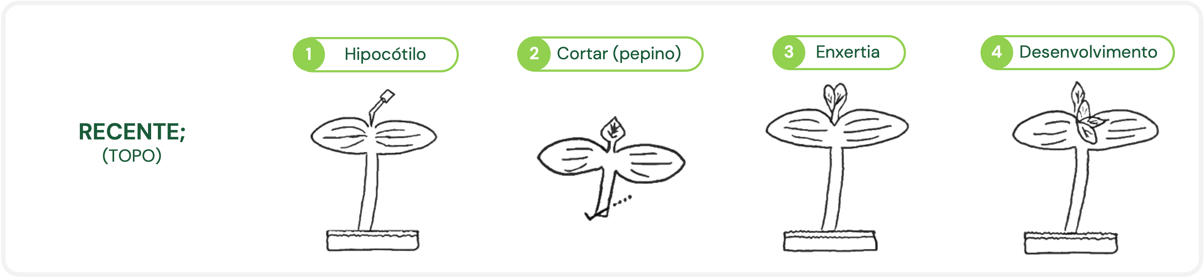 FIGURA 2. Enxertia por perfuração apical.