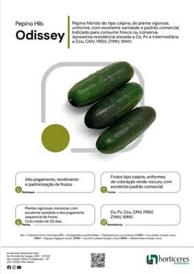 Pepino Híb. Odissey
