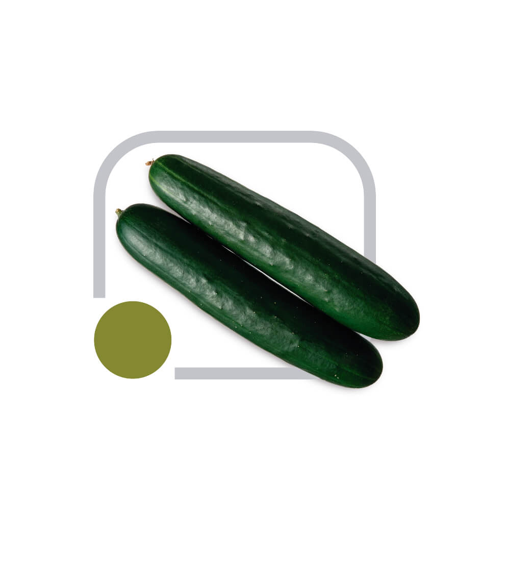 Pepino Híb. Ouro Verde