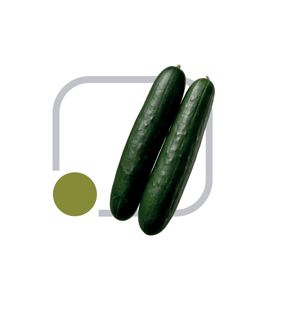 Pepino Híb. Ouro Verde