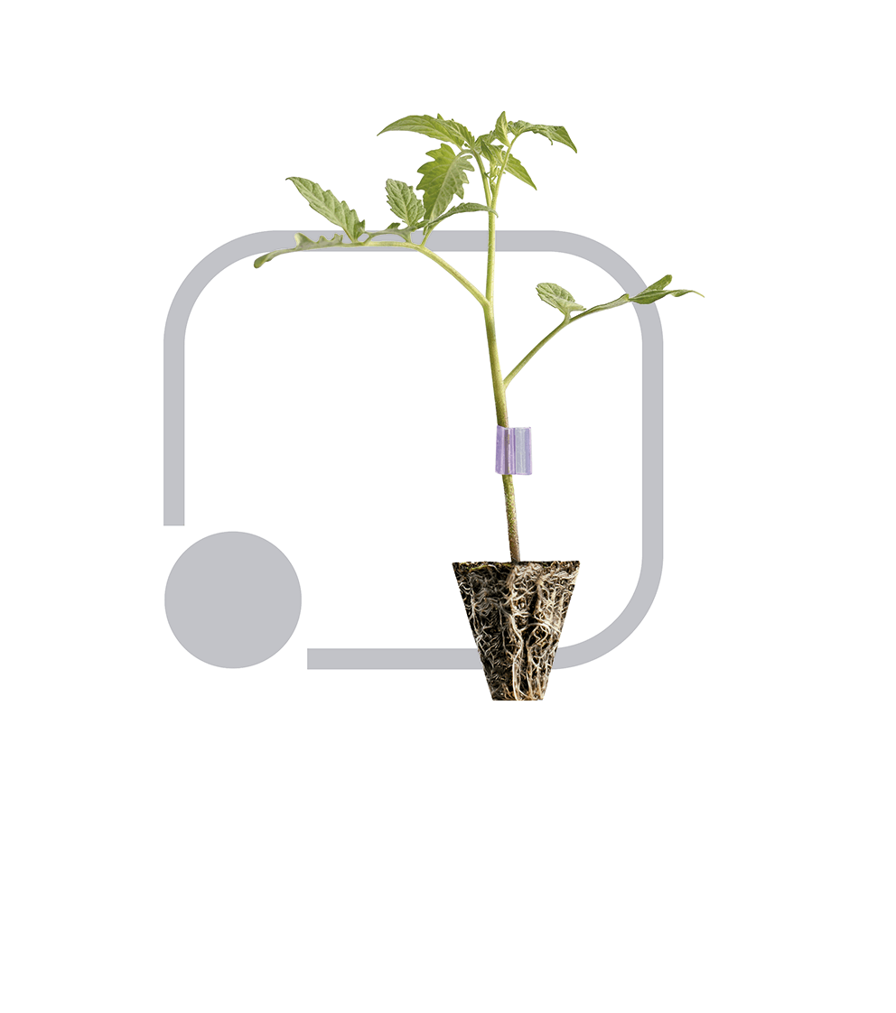 Tomate Porta-enxerto Focus