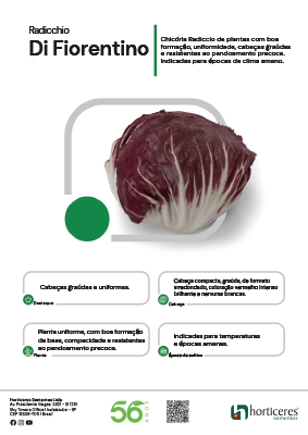 Radicchio Di Fiorentino